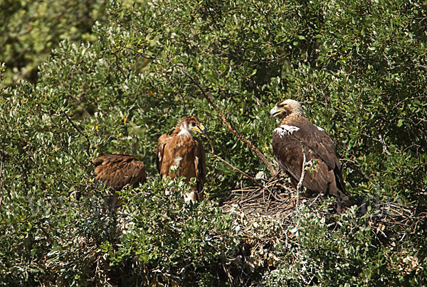 Spanischer Kaiseradler (Aquila adalberti)