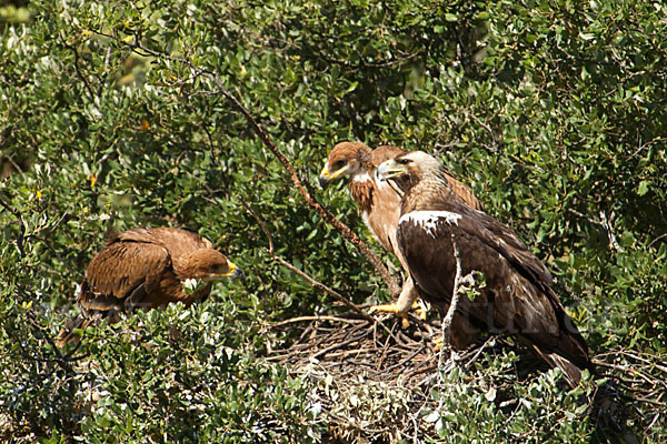 Spanischer Kaiseradler (Aquila adalberti)