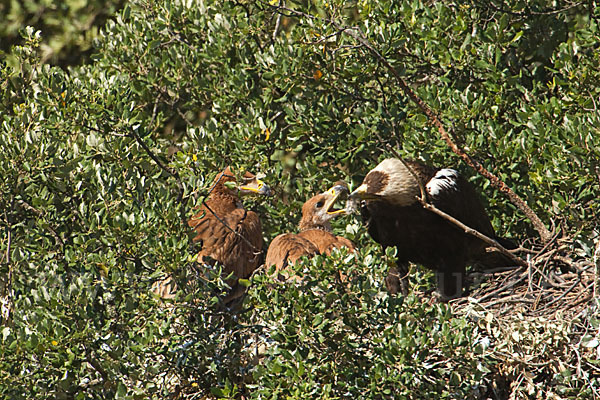 Spanischer Kaiseradler (Aquila adalberti)