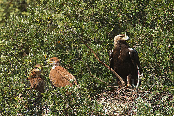 Spanischer Kaiseradler (Aquila adalberti)