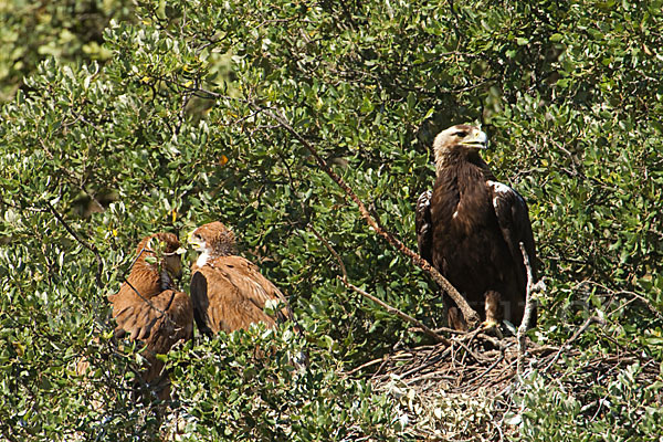 Spanischer Kaiseradler (Aquila adalberti)