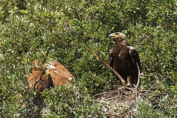 Spanischer Kaiseradler (Aquila adalberti)