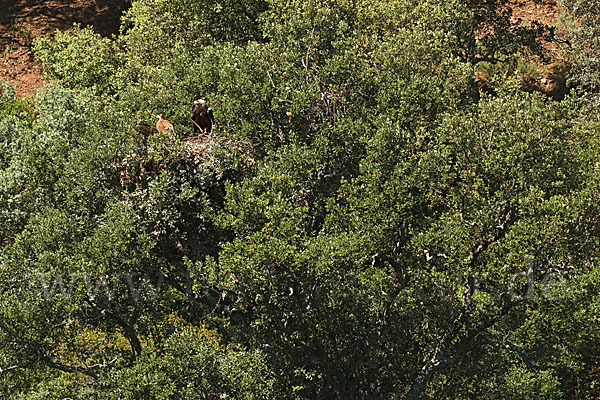 Spanischer Kaiseradler (Aquila adalberti)