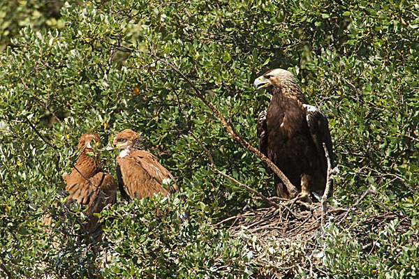 Spanischer Kaiseradler (Aquila adalberti)