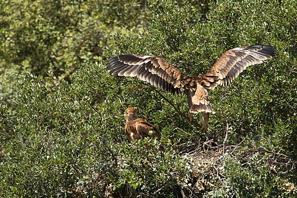 Spanischer Kaiseradler (Aquila adalberti)