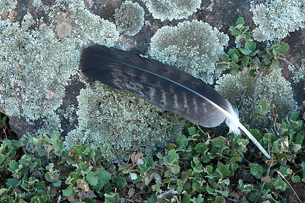 Spanischer Kaiseradler (Aquila adalberti)