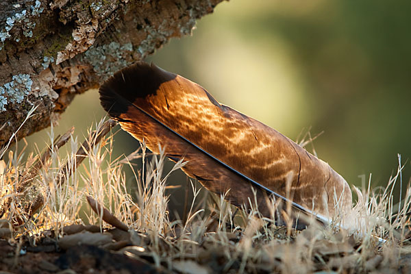 Spanischer Kaiseradler (Aquila adalberti)