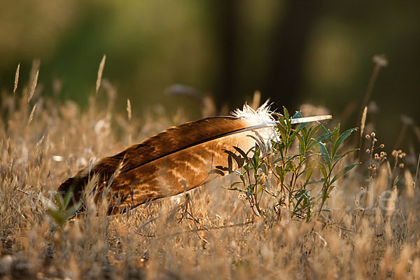 Spanischer Kaiseradler (Aquila adalberti)