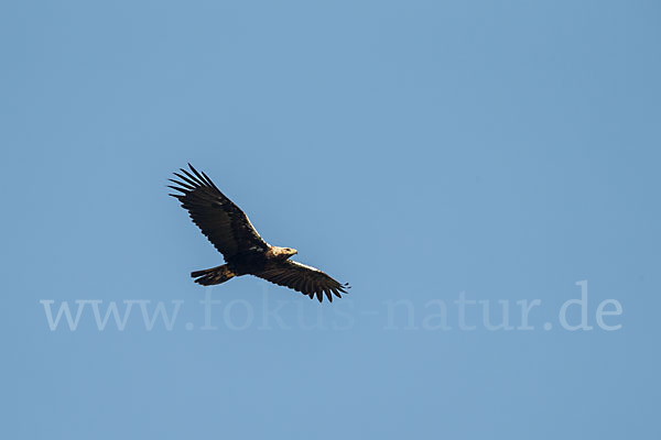 Spanischer Kaiseradler (Aquila adalberti)