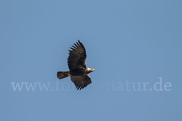 Spanischer Kaiseradler (Aquila adalberti)