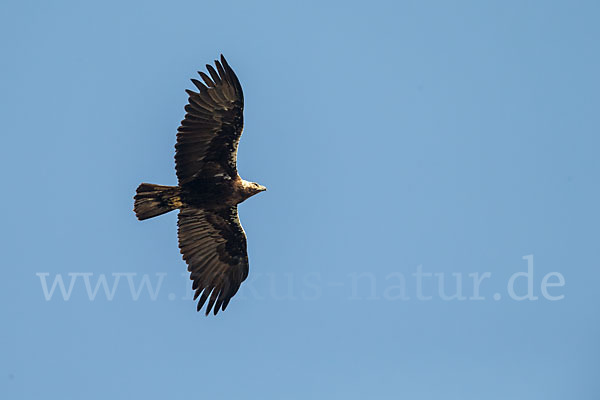 Spanischer Kaiseradler (Aquila adalberti)