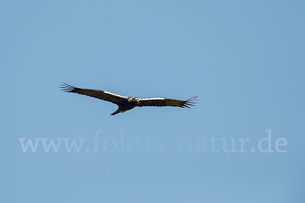 Spanischer Kaiseradler (Aquila adalberti)