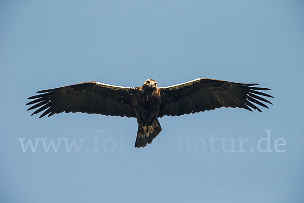 Spanischer Kaiseradler (Aquila adalberti)