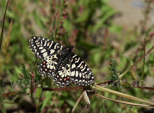 Spanischer Osterluzeifalter (Zerynthia rumina)