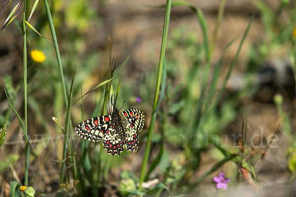 Spanischer Osterluzeifalter (Zerynthia rumina)