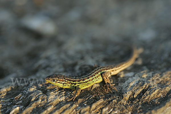 Spanischer Sandläufer (Psammodromus hispanicus)