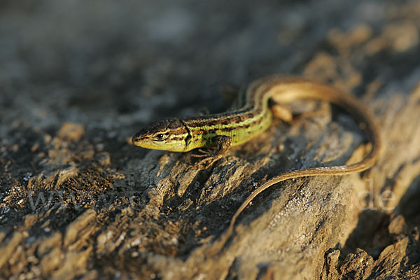 Spanischer Sandläufer (Psammodromus hispanicus)