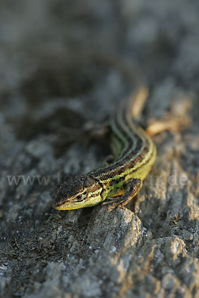 Spanischer Sandläufer (Psammodromus hispanicus)