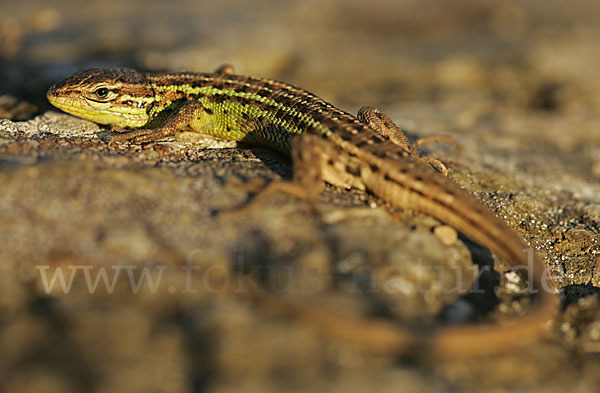 Spanischer Sandläufer (Psammodromus hispanicus)