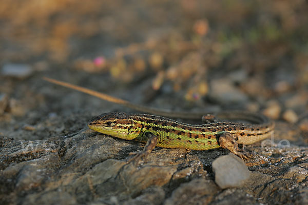 Spanischer Sandläufer (Psammodromus hispanicus)