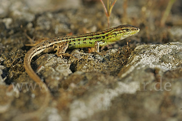 Spanischer Sandläufer (Psammodromus hispanicus)