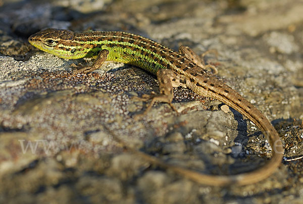 Spanischer Sandläufer (Psammodromus hispanicus)