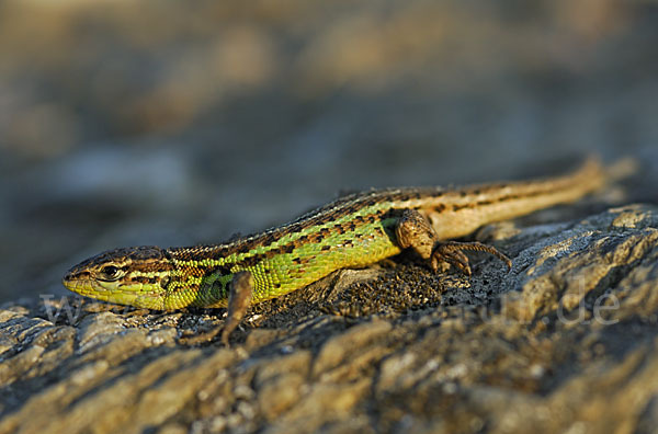 Spanischer Sandläufer (Psammodromus hispanicus)