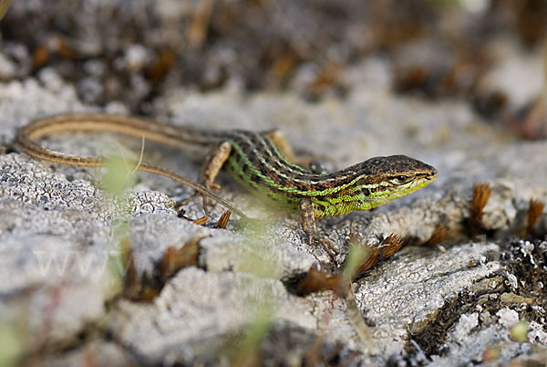 Spanischer Sandläufer (Psammodromus hispanicus)