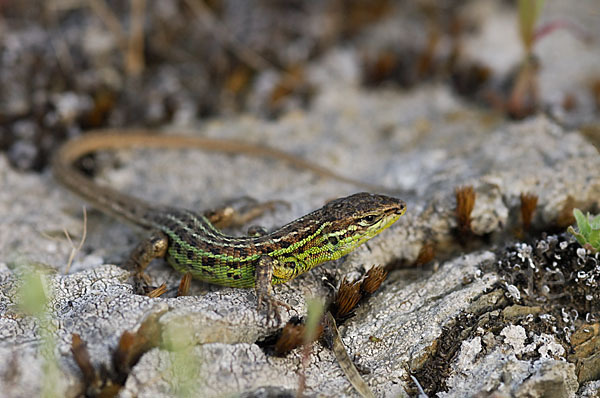 Spanischer Sandläufer (Psammodromus hispanicus)