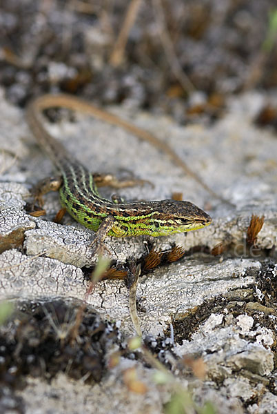 Spanischer Sandläufer (Psammodromus hispanicus)