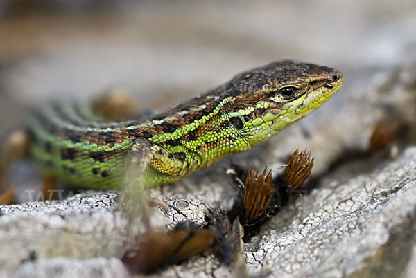 Spanischer Sandläufer (Psammodromus hispanicus)