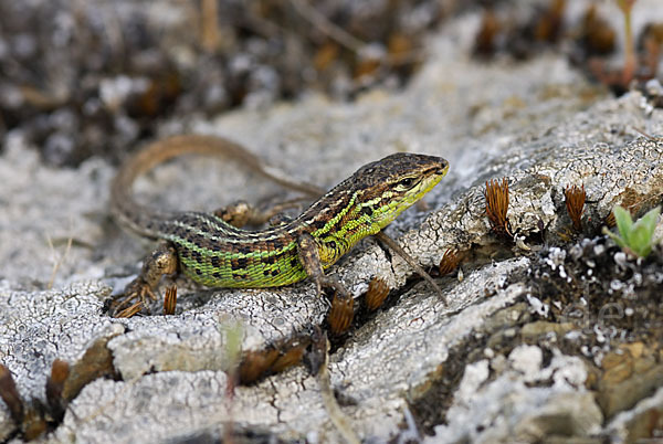 Spanischer Sandläufer (Psammodromus hispanicus)