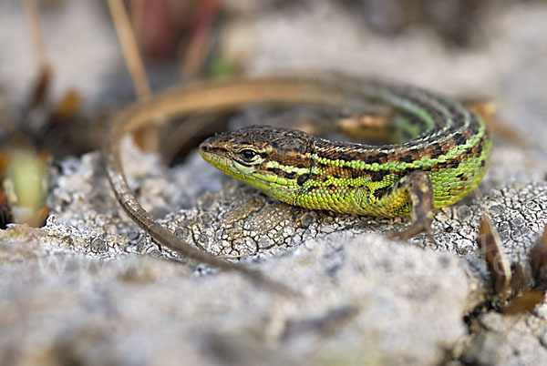 Spanischer Sandläufer (Psammodromus hispanicus)