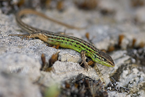 Spanischer Sandläufer (Psammodromus hispanicus)