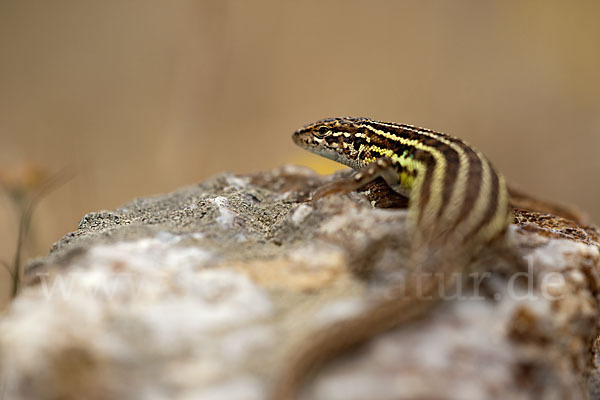 Spanischer Sandläufer (Psammodromus hispanicus)