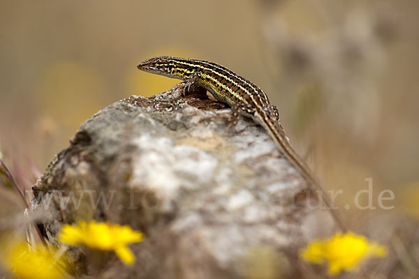 Spanischer Sandläufer (Psammodromus hispanicus)