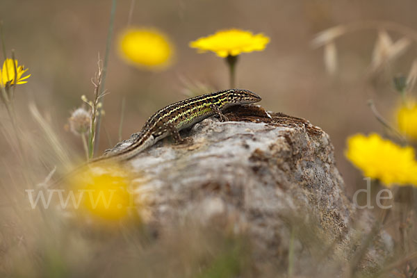 Spanischer Sandläufer (Psammodromus hispanicus)