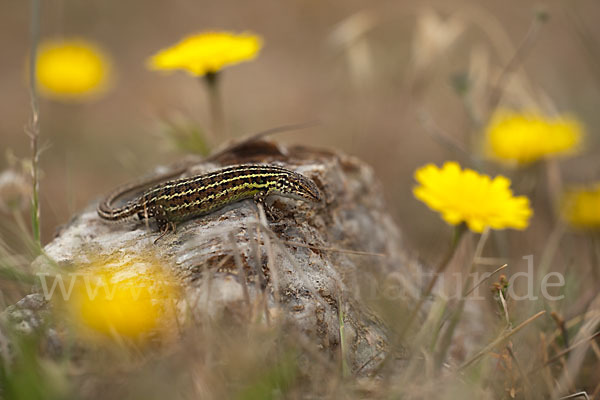 Spanischer Sandläufer (Psammodromus hispanicus)