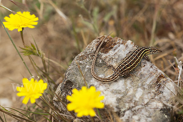 Spanischer Sandläufer (Psammodromus hispanicus)