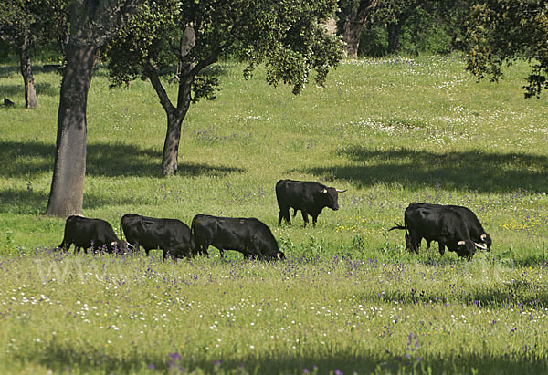 Spanisches Kampfrind (Bos taurus)