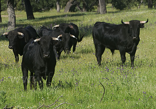 Spanisches Kampfrind (Bos taurus)