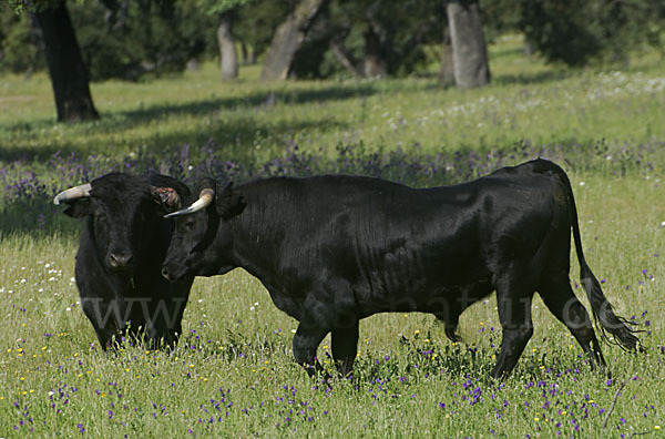 Spanisches Kampfrind (Bos taurus)