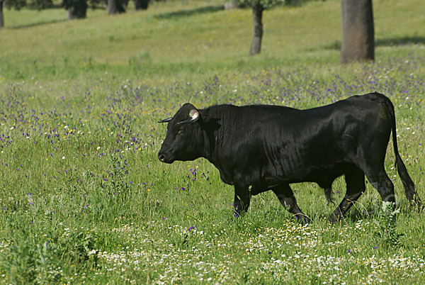 Spanisches Kampfrind (Bos taurus)