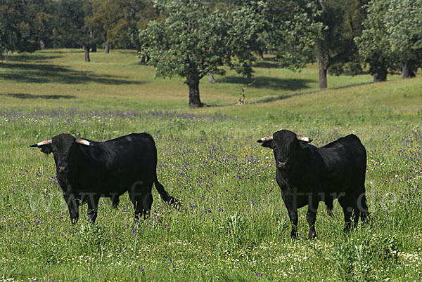 Spanisches Kampfrind (Bos taurus)