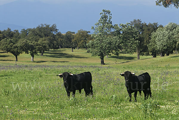 Spanisches Kampfrind (Bos taurus)