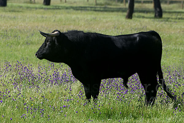 Spanisches Kampfrind (Bos taurus)