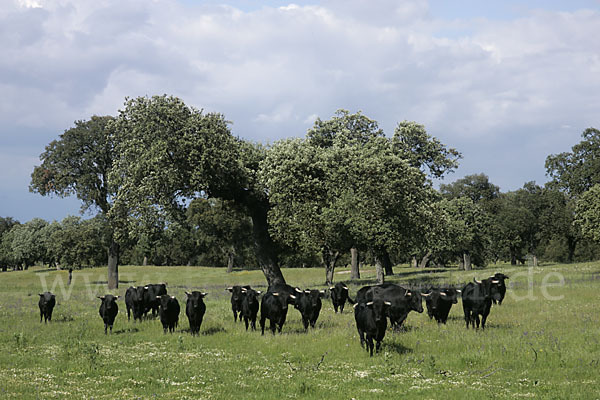 Spanisches Kampfrind (Bos taurus)