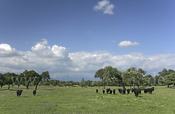 Spanisches Kampfrind (Bos taurus)