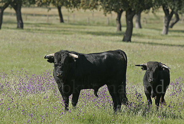 Spanisches Kampfrind (Bos taurus)