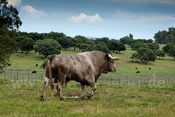 Spanisches Kampfrind (Bos taurus)